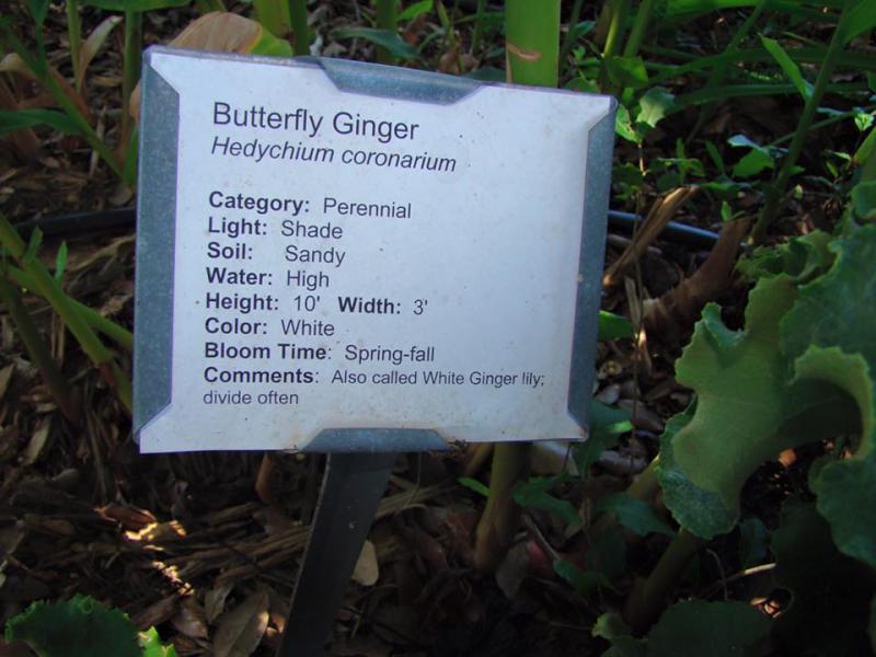 Butterfly Ginger Plant Tag