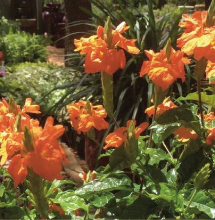 01 Crossandra