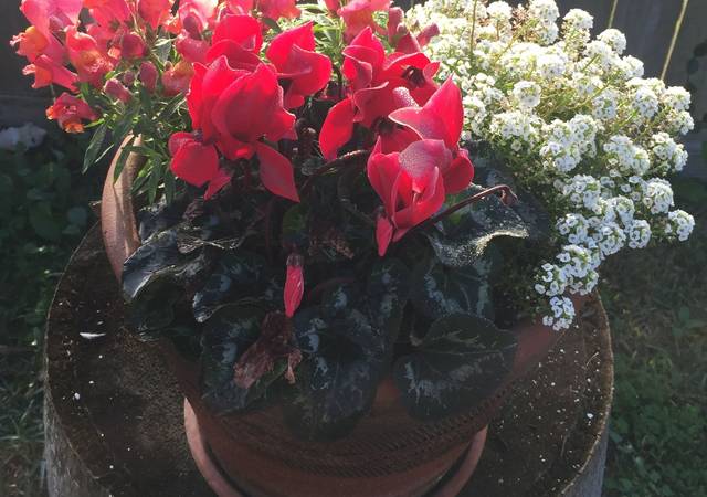 Cool-weather blooming plants