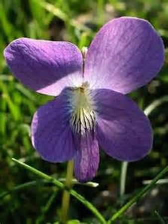 Common blue wood violet