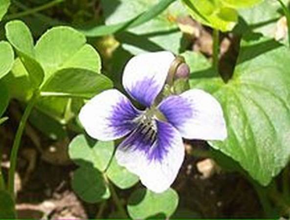 Violets in the wild are purple, lavender, white with purple, white