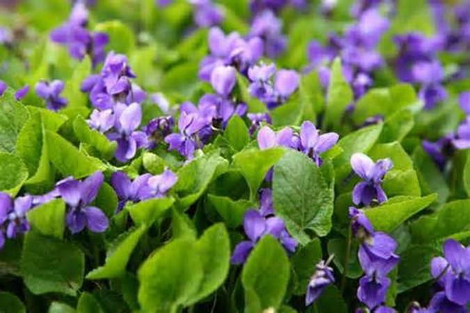 Wood violet is a very small plant