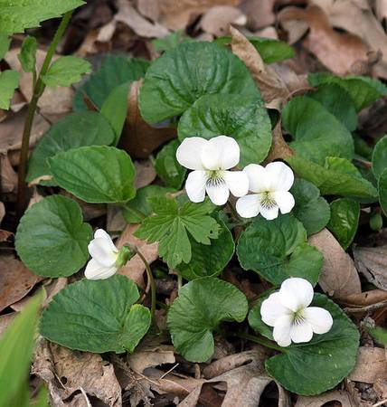 White wood violet native to Austria found growing naturally in North America