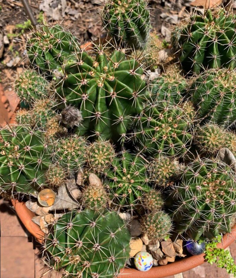Golden Barrel Cacti of a global variety with short yellow spines in rock garden 