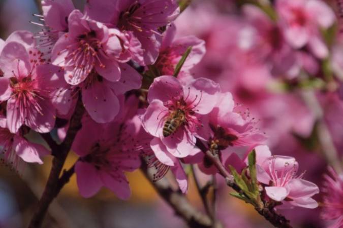 01Peach Trees Are Self Fertile