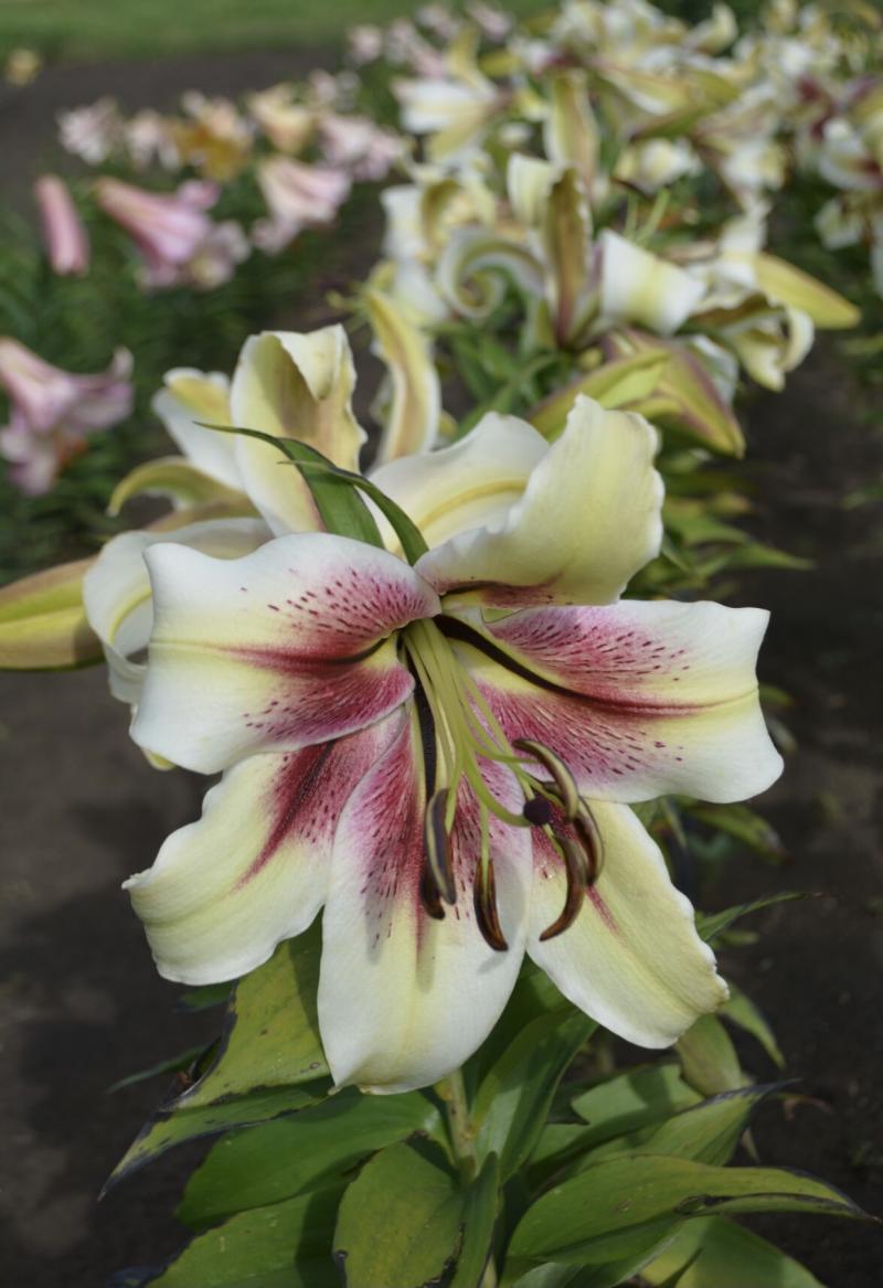 'Zeba' an interdivisional hybrid