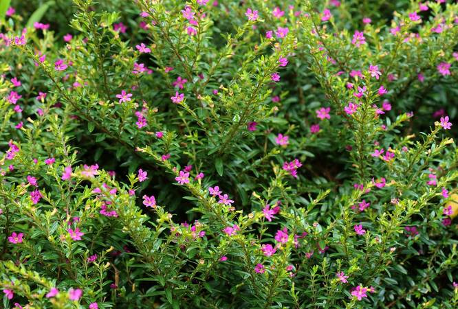 Mexican Heather