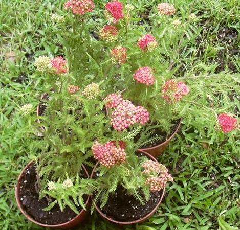 Yarrow