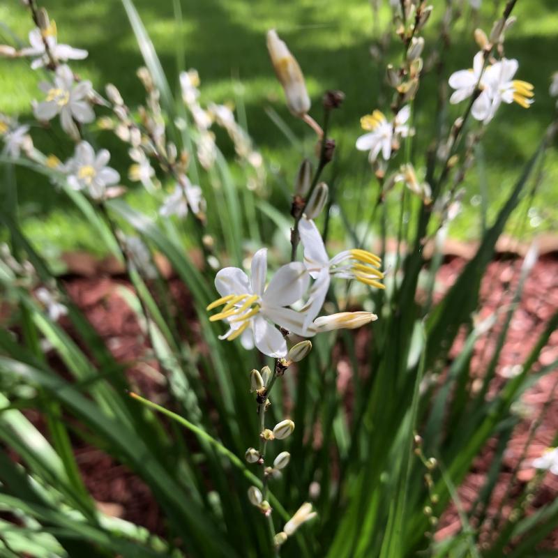White Shooting Star Lily