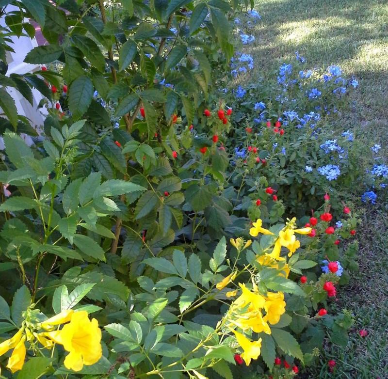 Texas Natives Esperanza and Turk's Cap