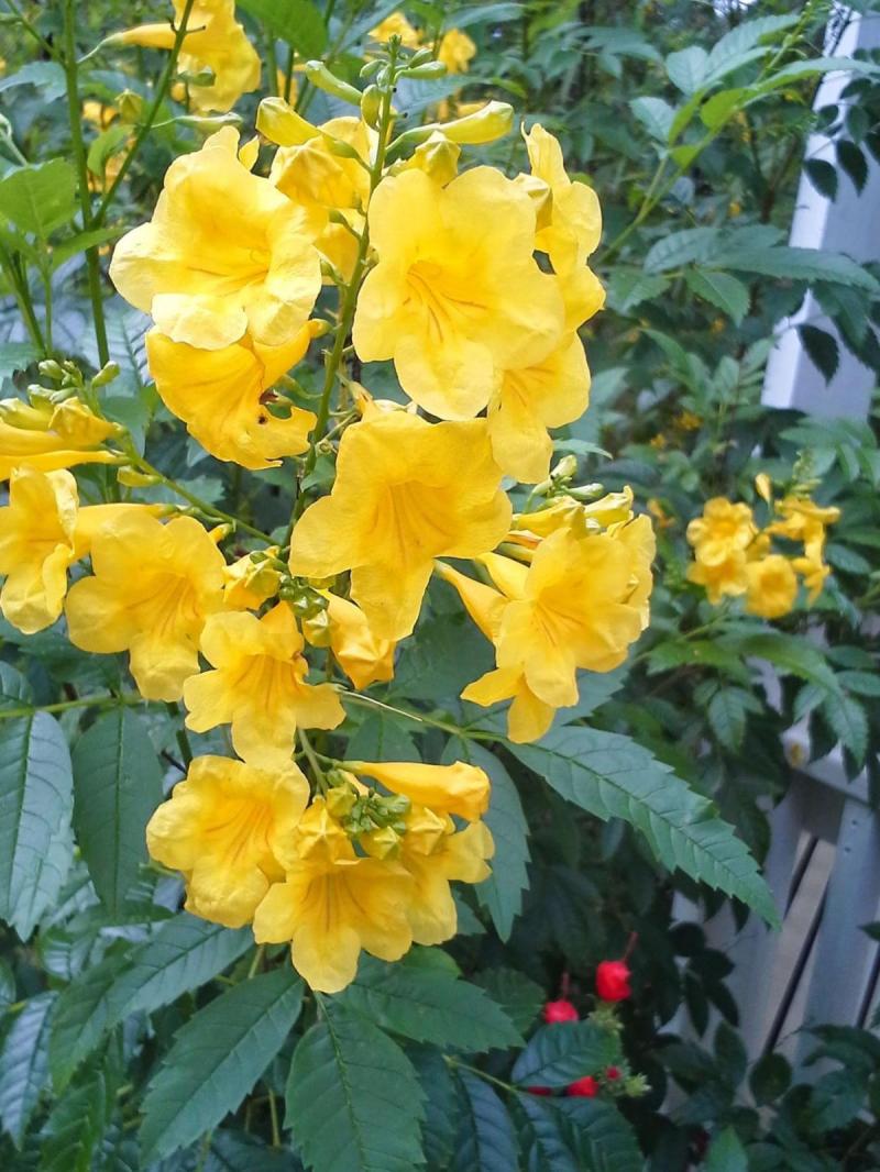 Native Plants Esperanza