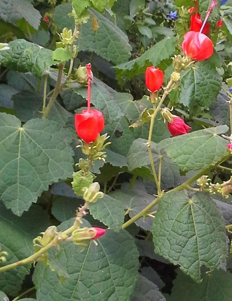 Red Turk's Cap Texas Native