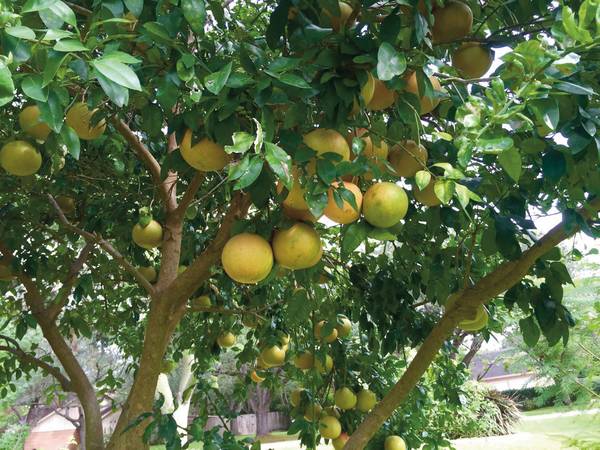 02 Rio Red Grapefruit Tree