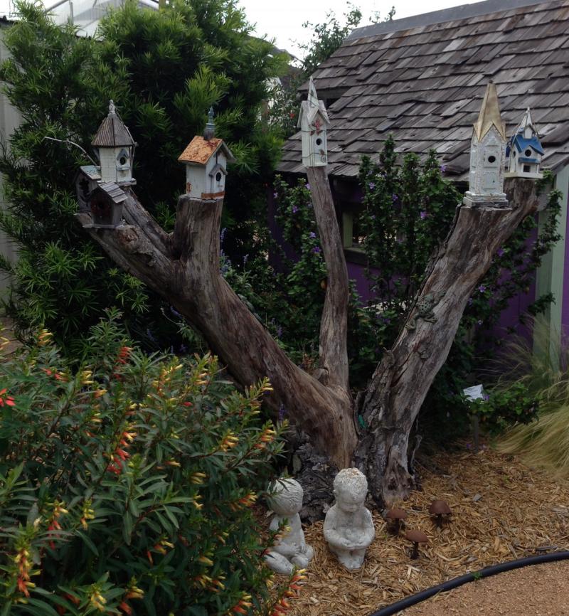 Stumpery orchid tree