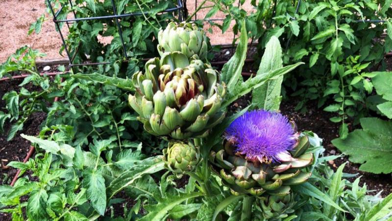 Artichoke at Victoria Educational Gardens