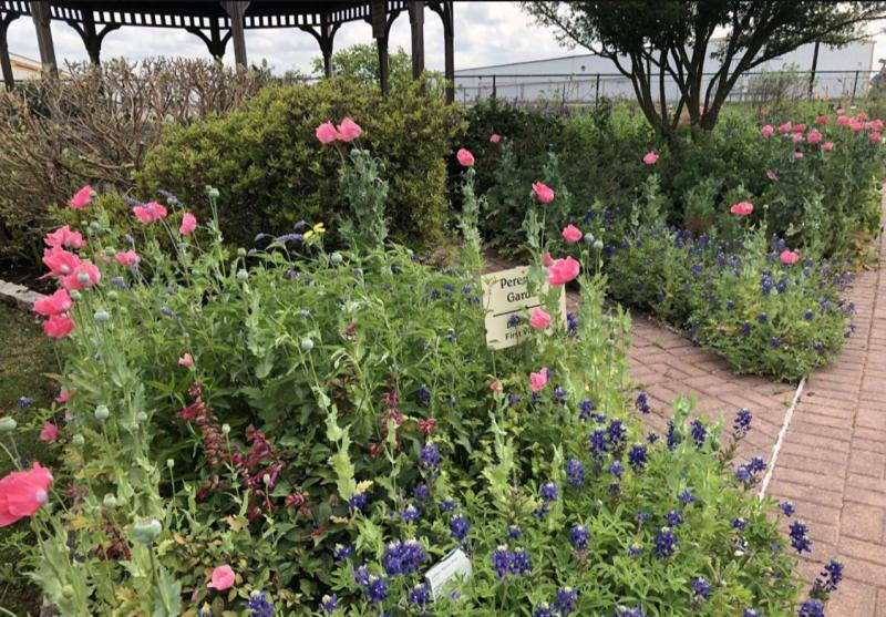 Poppies and Bluebonnets are annuals that re-seed