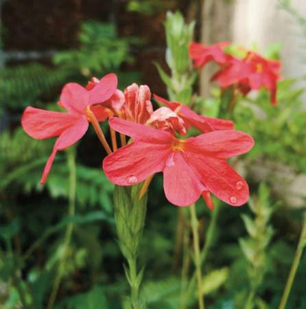 03 Crossandra