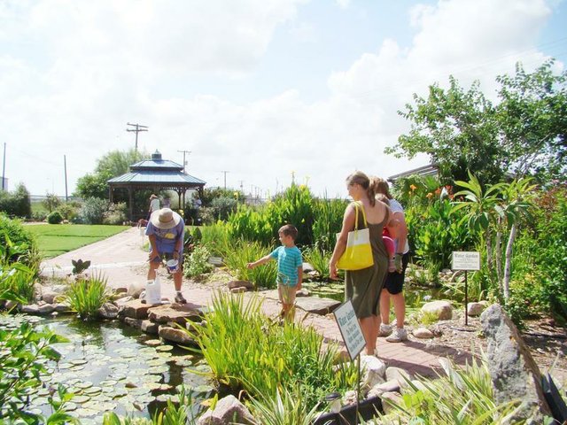 Pat Plowman tending to koi pond with visitors