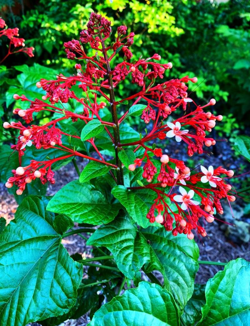Flowers of Red Pagoda Plant