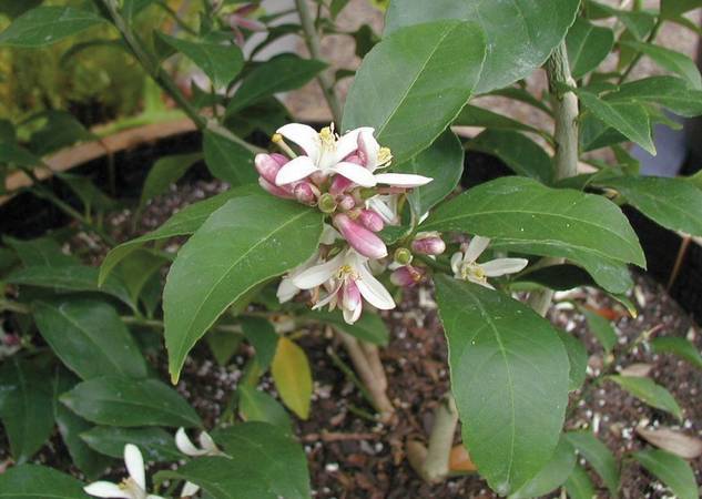 03 Meyer Lemon Blossoms