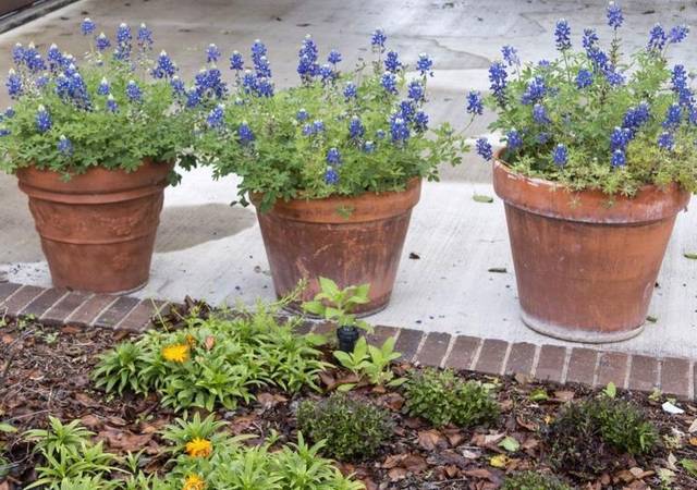Bluebonnets