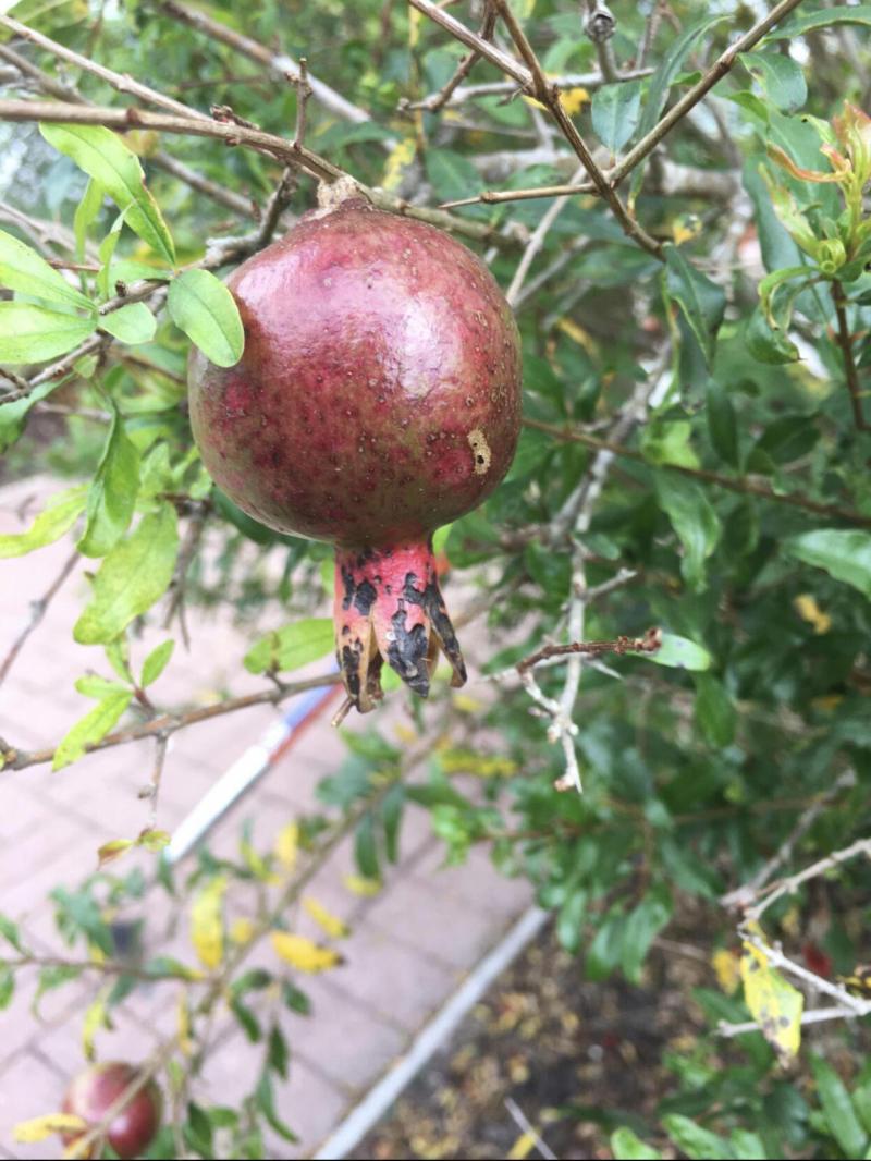 Pomegranates