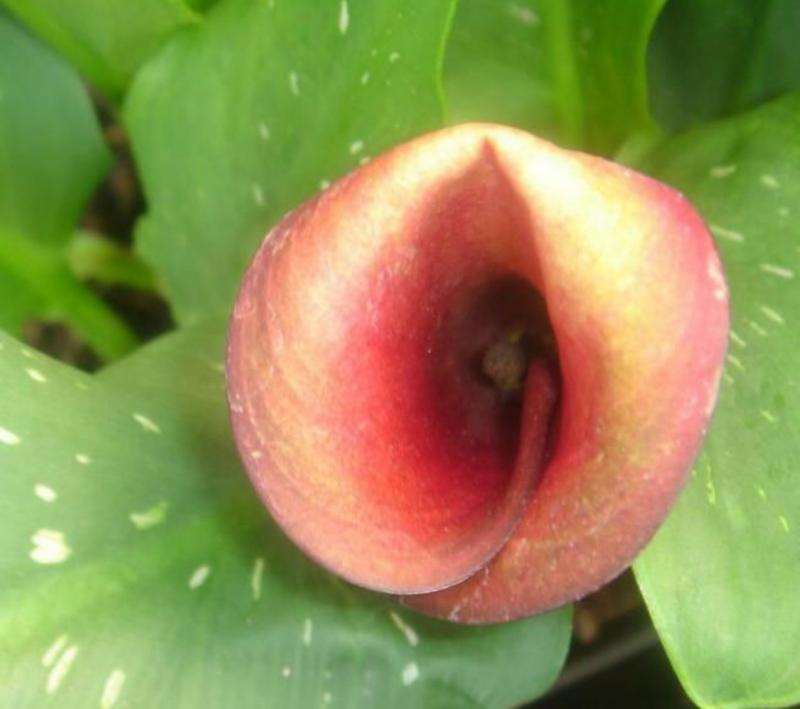 Orange-red bloom of Calla Lily