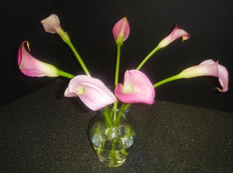 Mini Calla Lilies in pinks and purples at Devereux Gardens