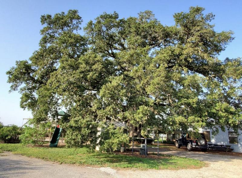 Live Oak Trees are the most popular trees in this area