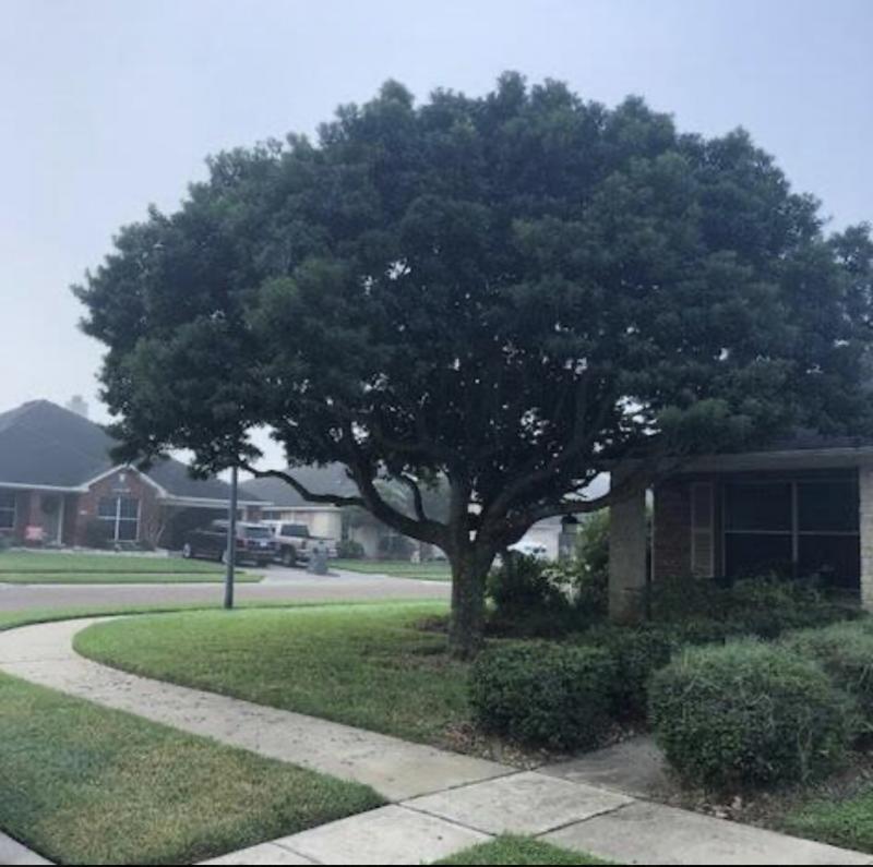 Japanese Blueberry tree also known as "Lollipop Tree"