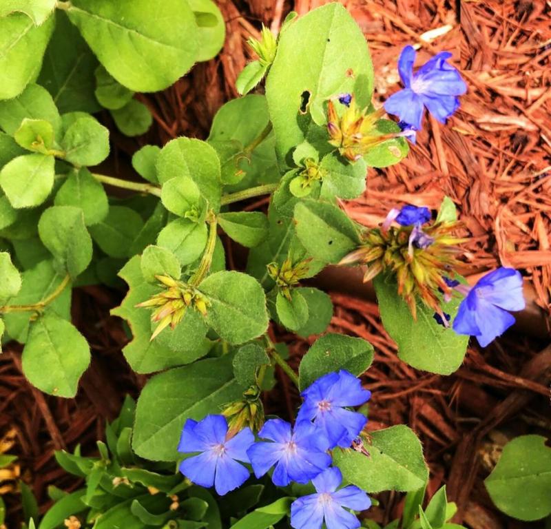 'Blue My Mind' variety of Blue Daze