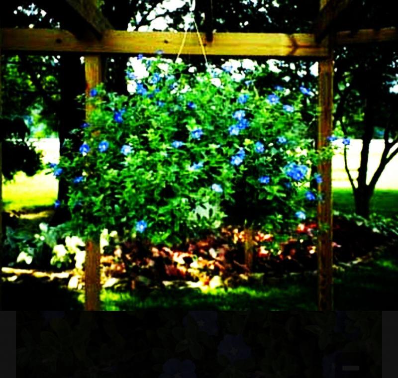 Cascading Blue Daze hanging basket