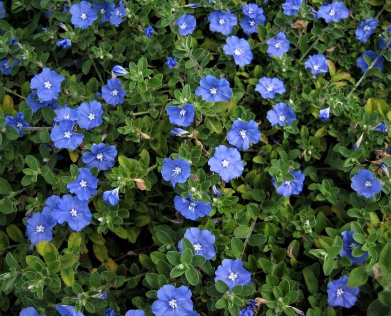 Blue Daze designated Texas Superstar Plant