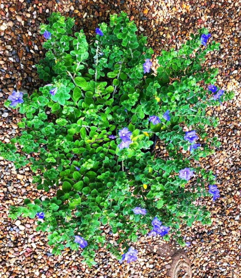 'Blue My Mind' variety makes ground cover in a rock garden setting