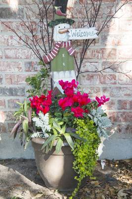Tall woody stems are thriller in container