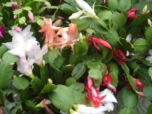Multicolor blooms of Christmas cactus