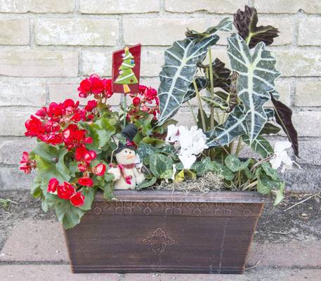 Taller Alocasia catches the eye