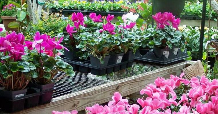 Cyclamen