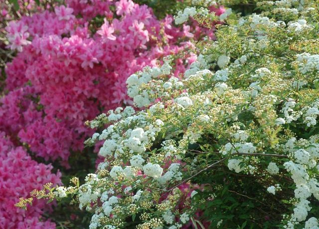 Azaleas and Bridal Wreath Spirea
