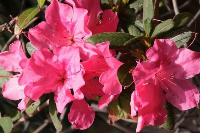 The Kurume Azalea is a dwarf bloomer