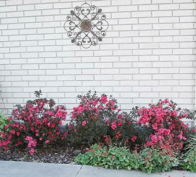 Red Dwarf Azaleas from garden of Dick Nolen