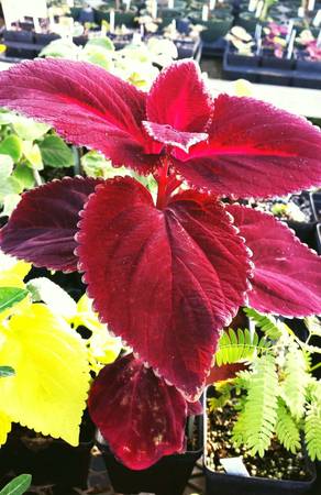 Deep Red Coleus