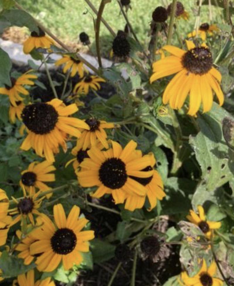 Black Eyed Susan