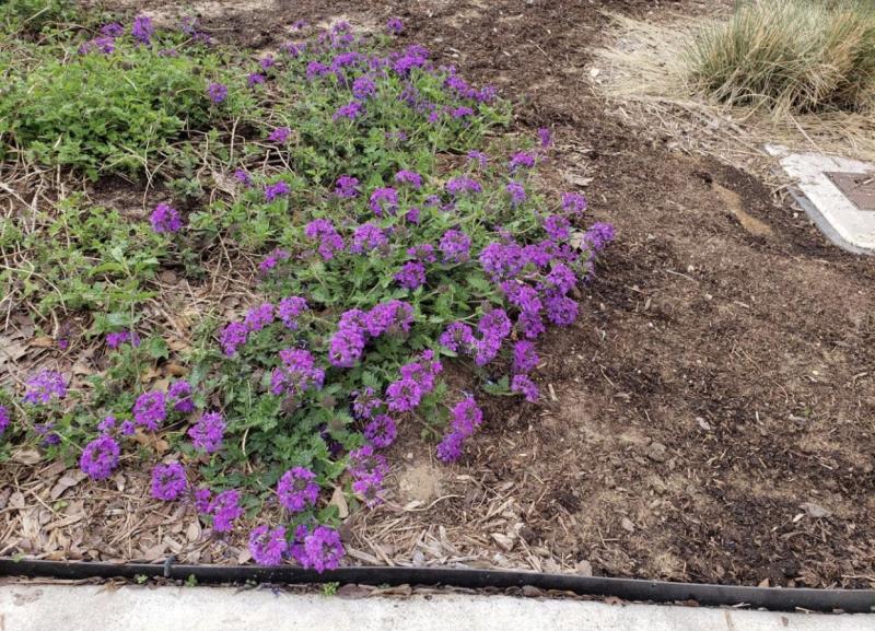 Verbena is an excellent trailing plant and ground cover