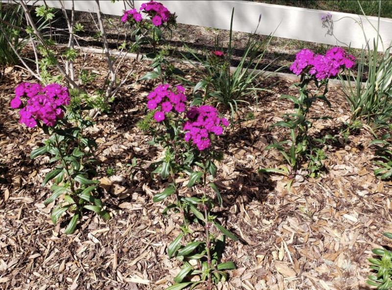 Dianthus can bloom through the summer