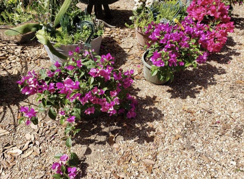 Bougainvillea which is grown in containers is popular