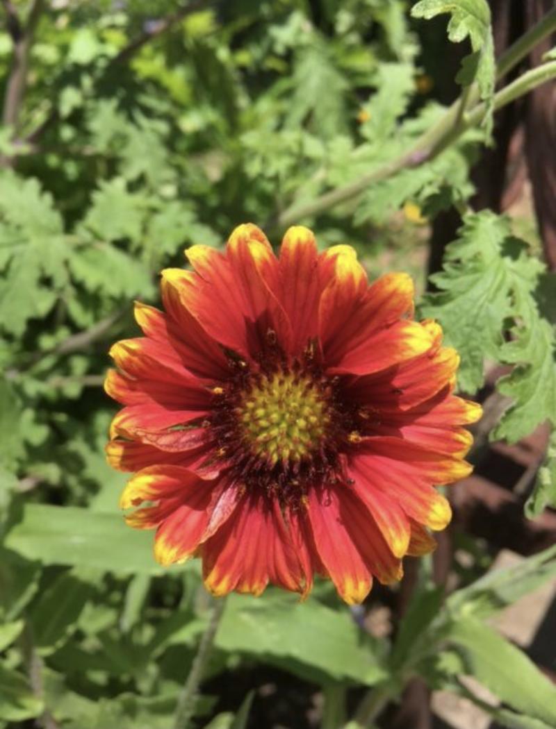 Gaillardia
