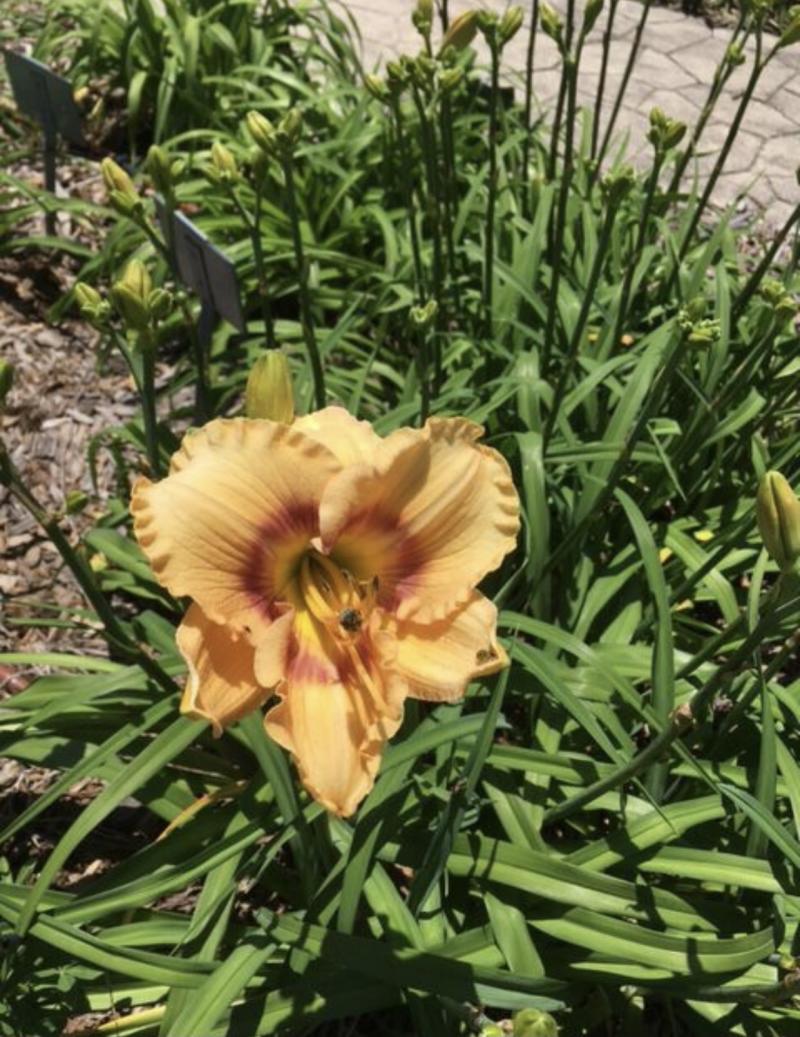 Daylily