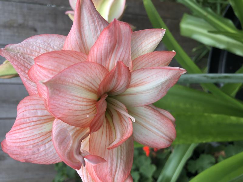 Amaryllis