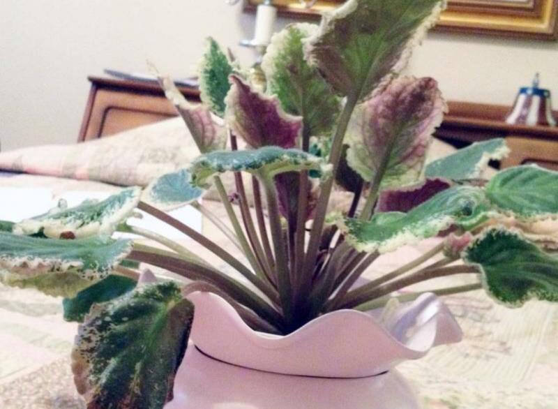 African Violet in need of more light